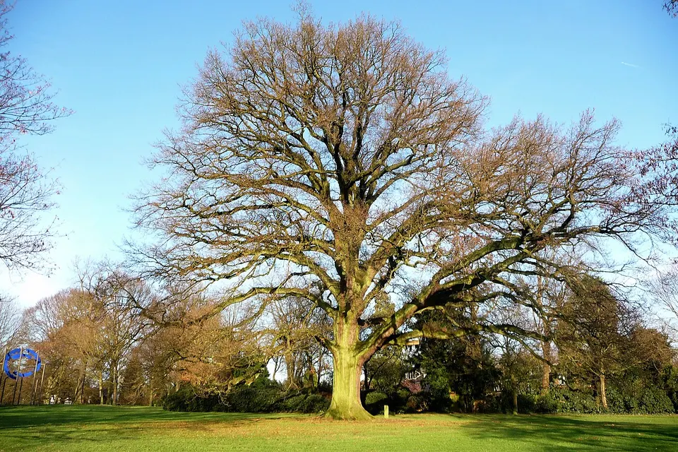 Grote boom in een park — omgeving van Velp