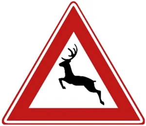 Large wild animals